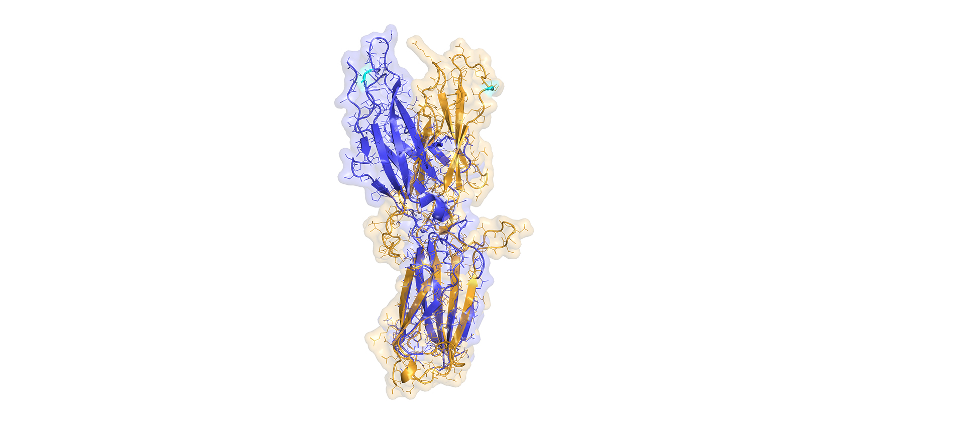 Investigadores de Navarrabiomed analizan las limitaciones de la IA en estructura de proteínas y revelan claves evolutivas de receptores inmunitarios