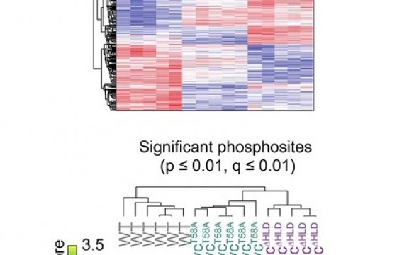 Figura 1. Análisis proteómico y fosfoproteómico de MYC en linfocitos.