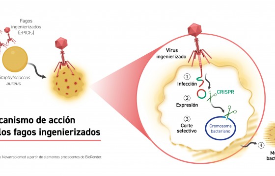 Mecanismo de acción de los fagos ingenierizados. 