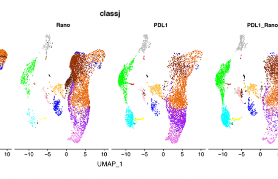 Análisis por secuenciación a nivel de célula única de las distintas poblaciones inmunes que infiltran tumores de melanoma sin tratar o tratados con ranolazina (Rano), inmunoterapia (PDL1) o la combinación de ambos (PDL1+Rano).